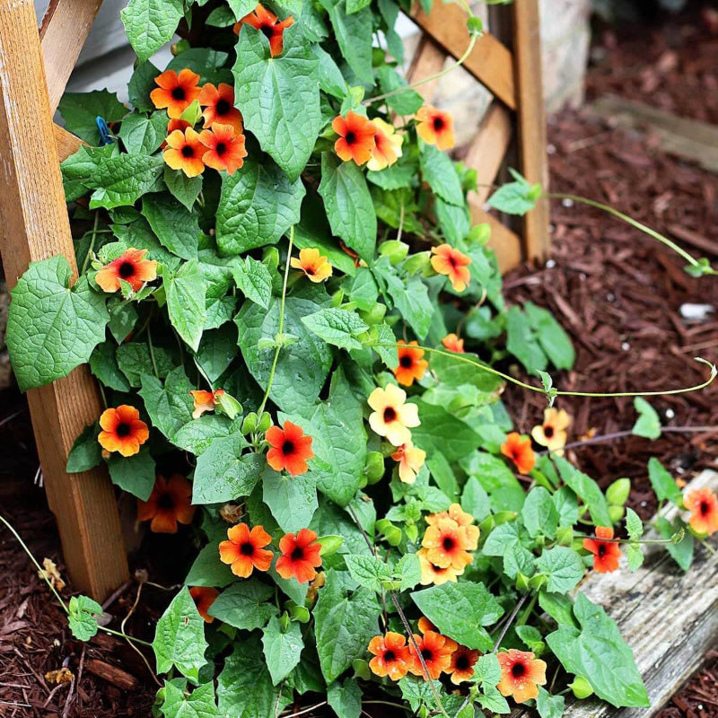 Black-Eyed Susan Vine Mix Seeds - Heirloom Flower Plant for Home Gardens