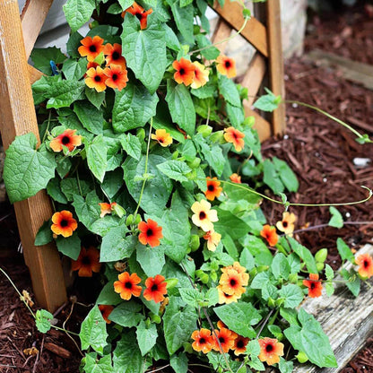 Black-Eyed Susan Vine Mix Seeds - Heirloom Flower Plant for Home Gardens