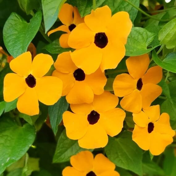 Black-Eyed Susan Vine Seeds - Flower Plant