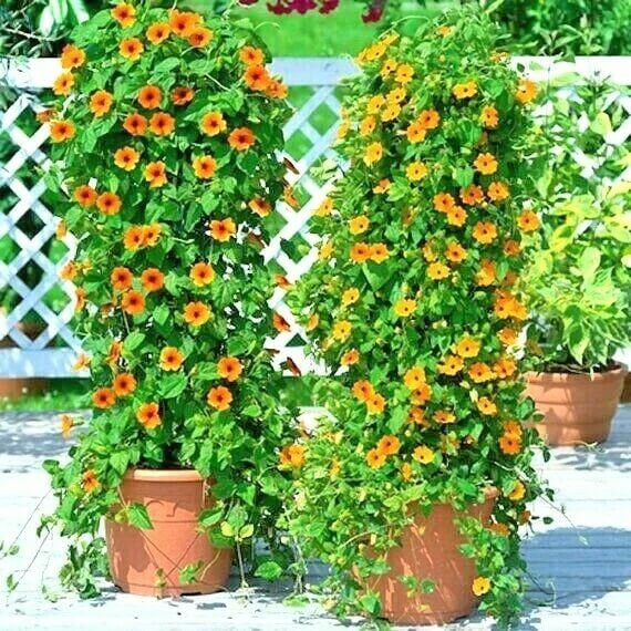 Black-Eyed Susan Vine Seeds - Flower Plant