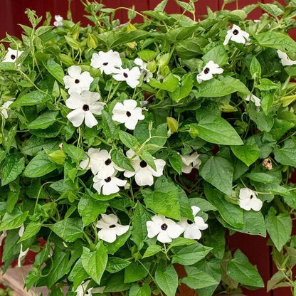 Black-Eyed Susan Vine Seeds for Planting