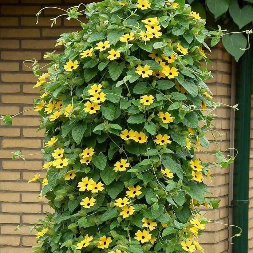 Black-Eyed Susan Vine Seeds for Planting