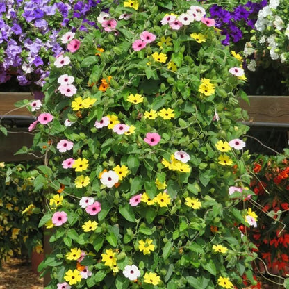 Black-Eyed Susan Vine Seeds for Planting
