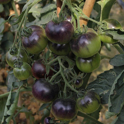 Black And Green Tomato Seeds