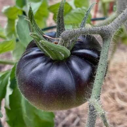 Black And Green Tomato Seeds