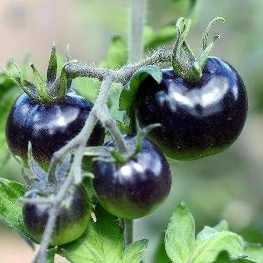 Black And Green Tomato Seeds