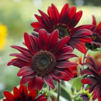 Black And Red Sunflower Seeds