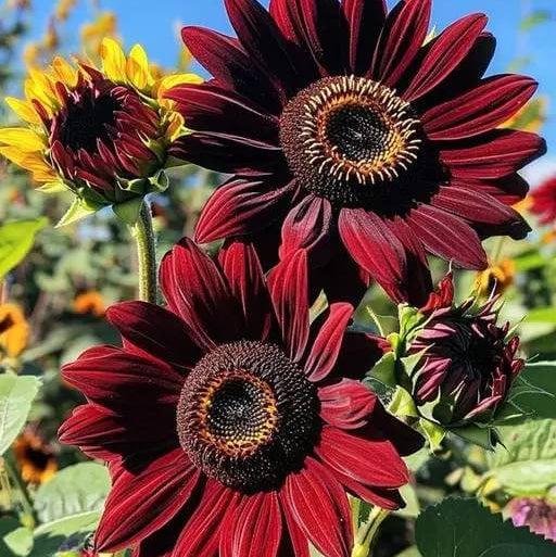 Black And Red Sunflower Seeds