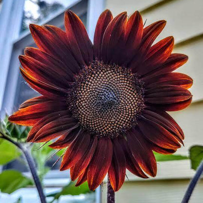 Black And Red Sunflower Seeds