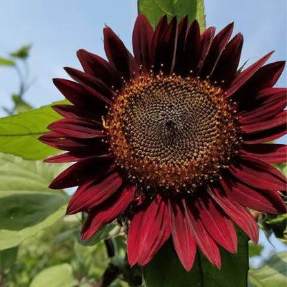 Black And Red Sunflower Seeds