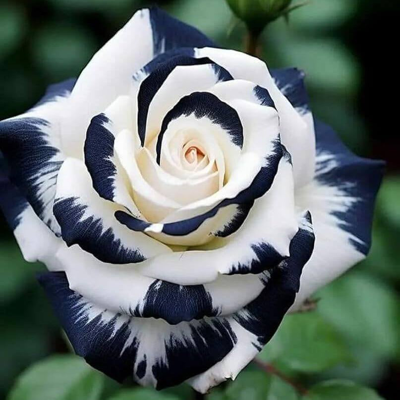 Black And White Rose