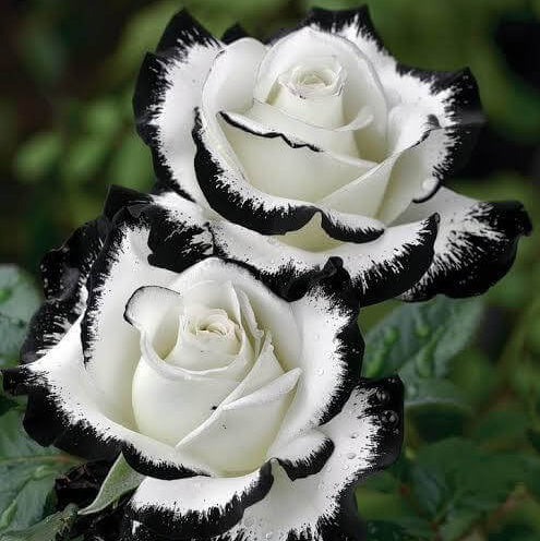 Black And White Rose