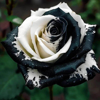 Black And White Rose