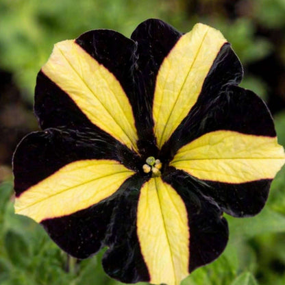 Black And Yellow Petunia Seeds 