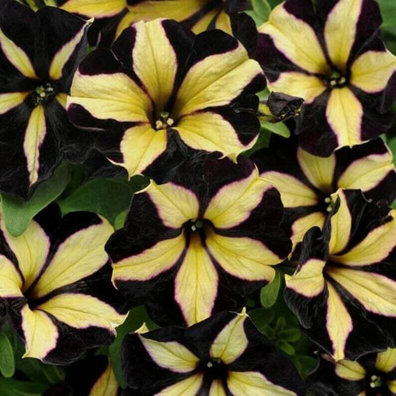 Black And Yellow Petunia Seeds 
