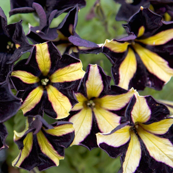 Black And Yellow Petunia Seeds 
