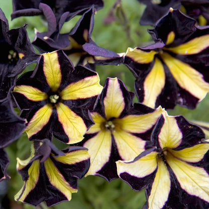 Black And Yellow Petunia Seeds 
