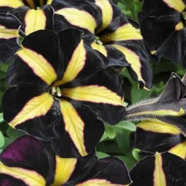 Black And Yellow Petunia Seeds 