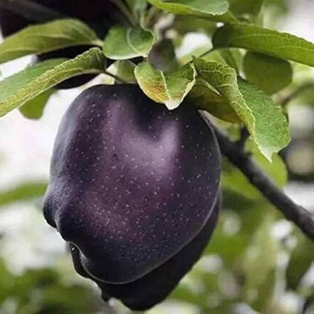 Black Apple Seeds