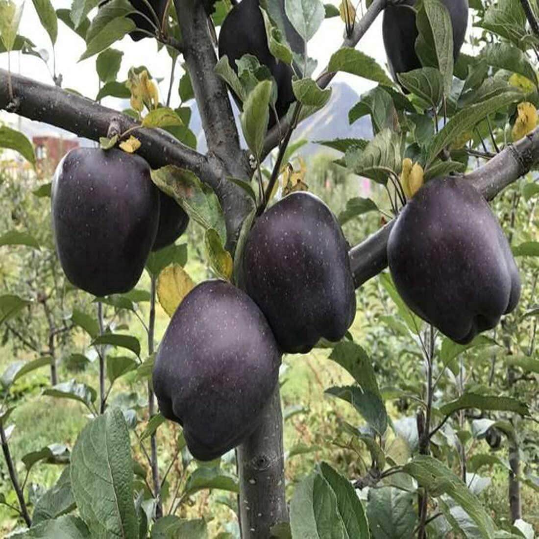Black Apple Seeds