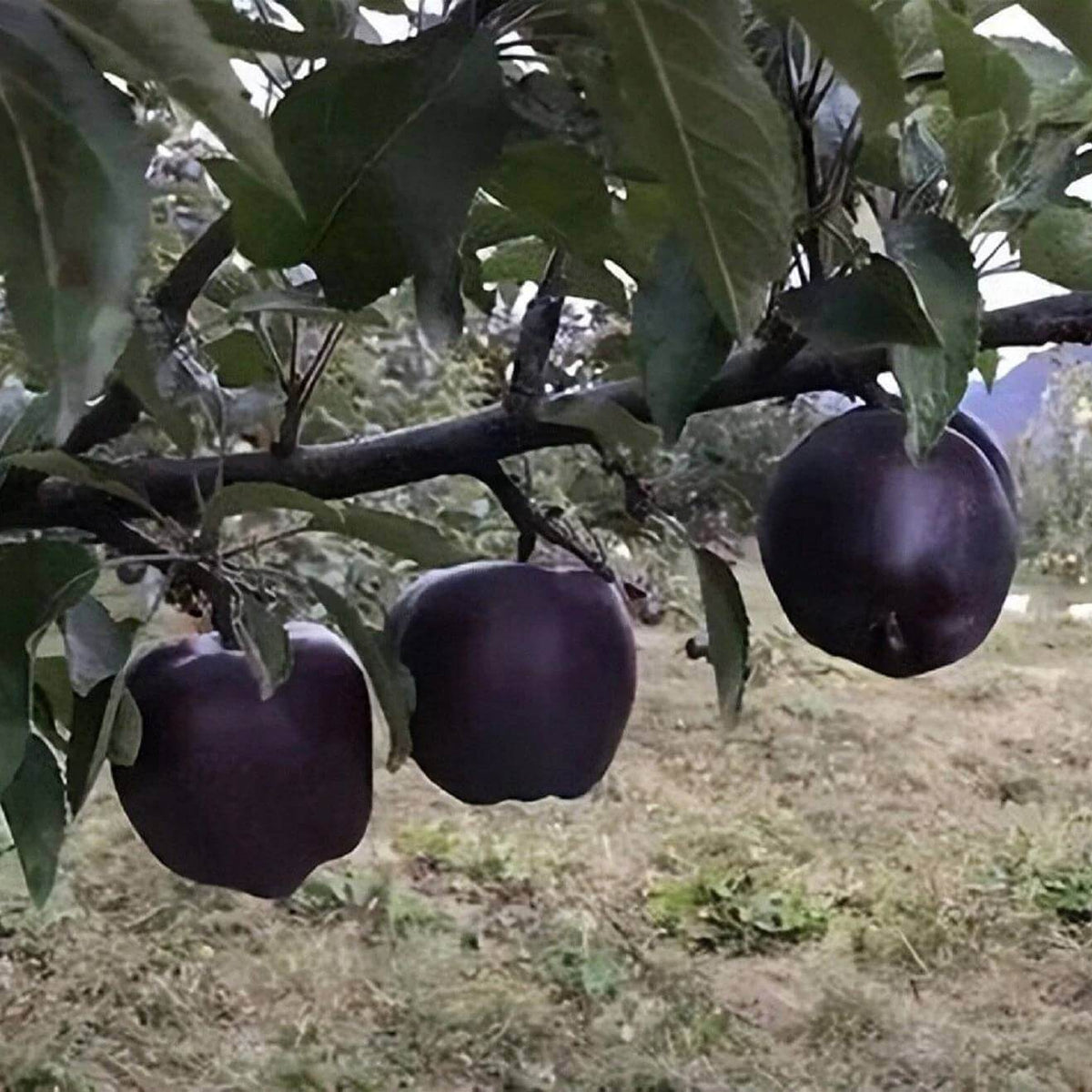 Black Apple Seeds