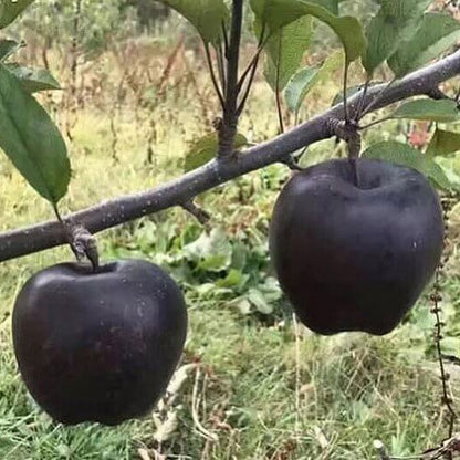 Black Apple Seeds