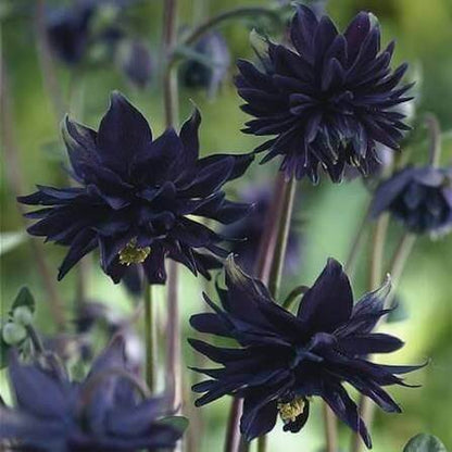 Black Barlow Columbine Seeds