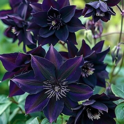 Black Barlow Columbine Seeds