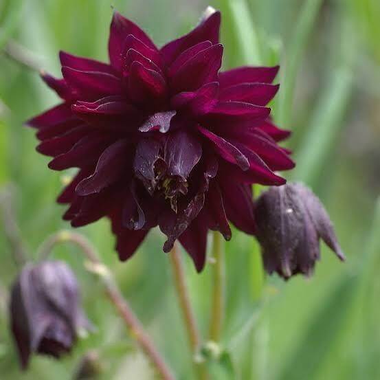 Black Barlow Columbine Seeds