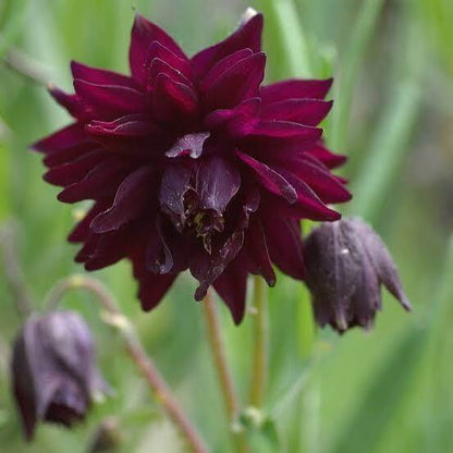 Black Barlow Columbine Seeds