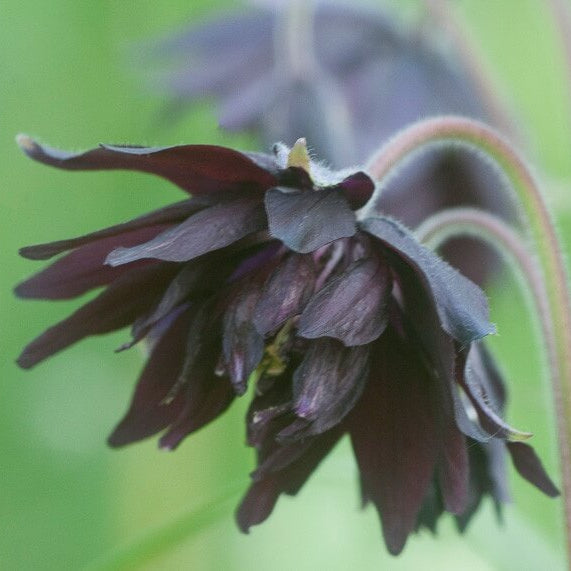 Black Barlow Columbine Seeds