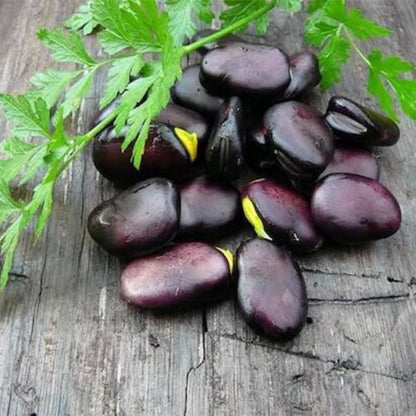 Black Bean Seeds - Vegetable Plant