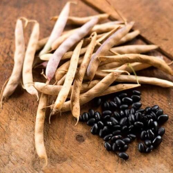 Black Bean Seeds - Vegetable Plant