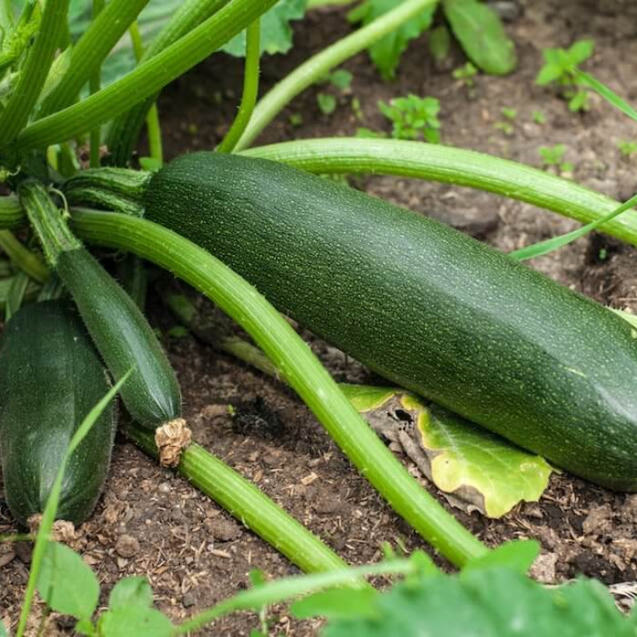 Black Beauty zucchini seeds - Vegetable Plant