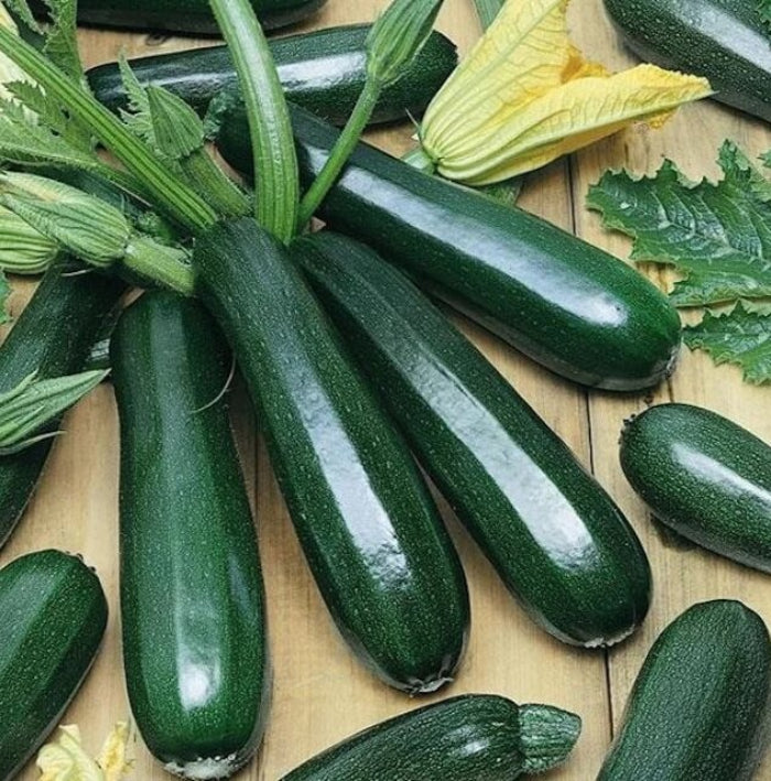 Black Beauty zucchini seeds - Vegetable Plant