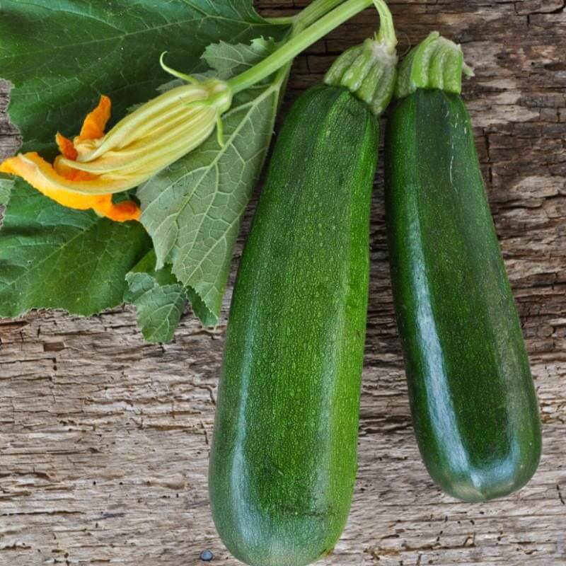 Black Beauty zucchini seeds - Vegetable Plant