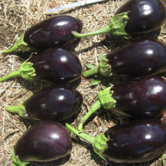 Black Bell Eggplant Seeds - Heirloom Vegetable Plant for Home Gardens
