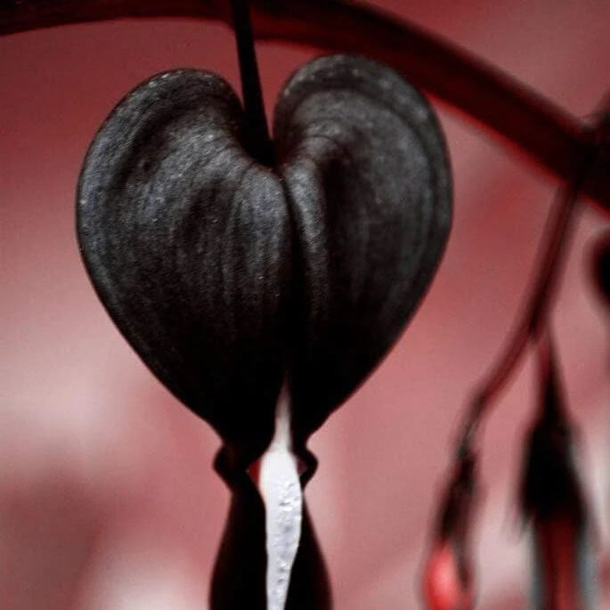 Black Bleeding Heart Dicentra Spectabilis Seeds