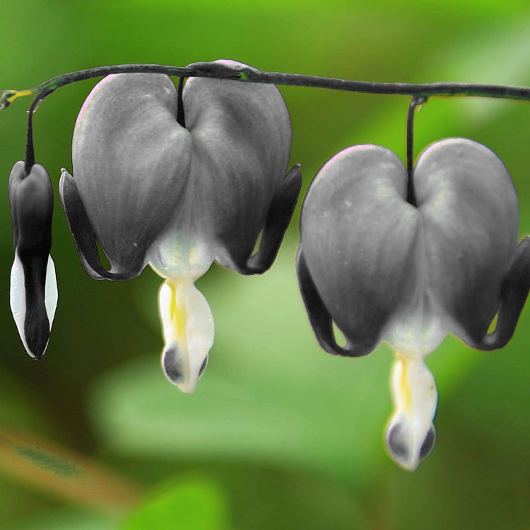 Black Bleeding Heart Dicentra Spectabilis Seeds