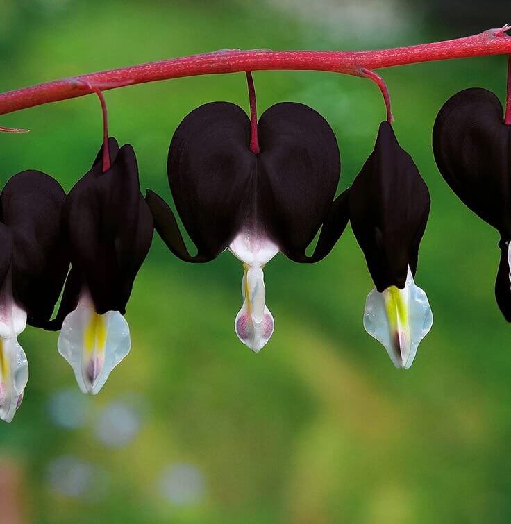 Black Bleeding Heart Seeds 