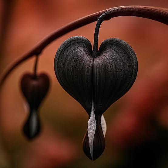 Black Bleeding Heart Seeds 