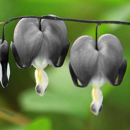 Black Bleeding Heart Seeds 