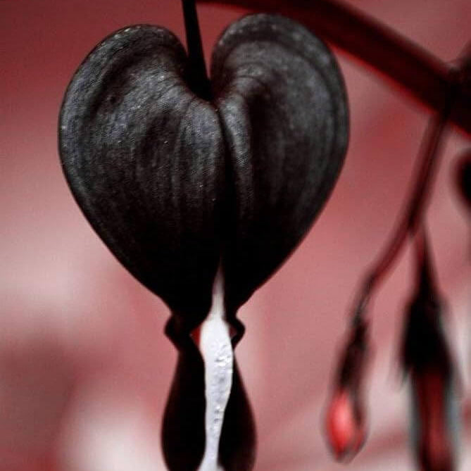 Black Bleeding Heart Seeds 