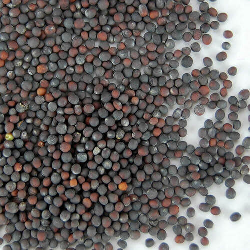 Black Bok Choy Seeds