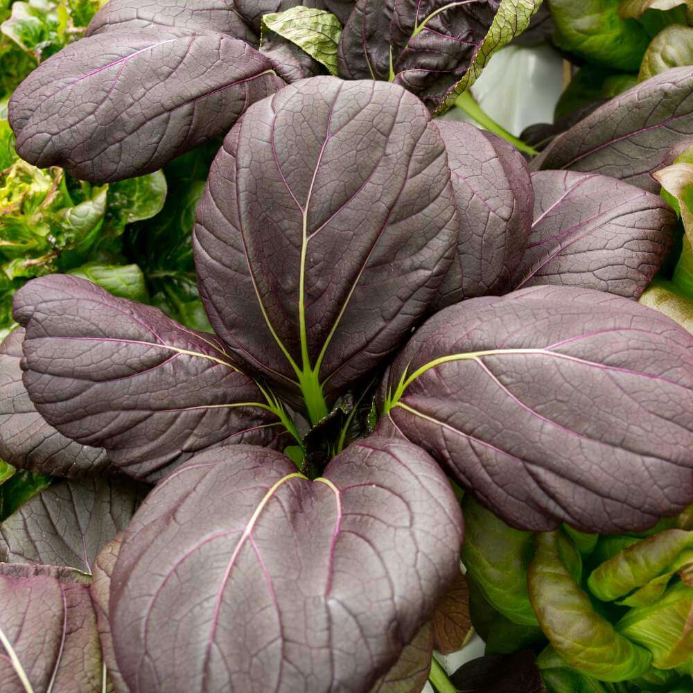 Black Bok Choy Seeds