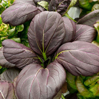 Black Bok Choy Seeds