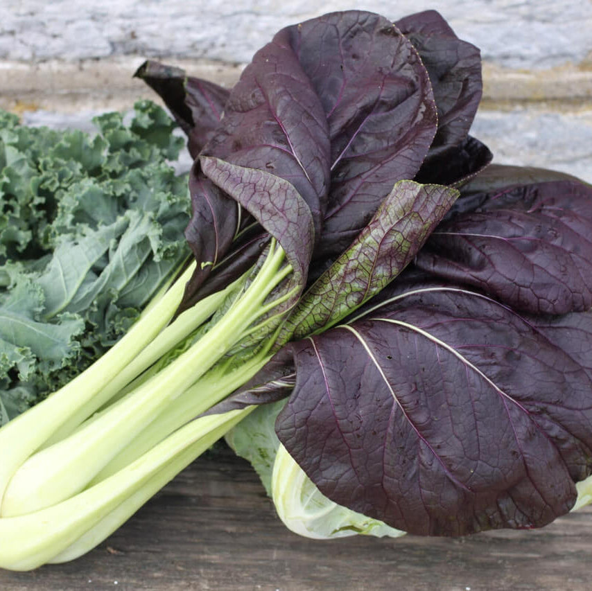 Black Bok Choy Seeds