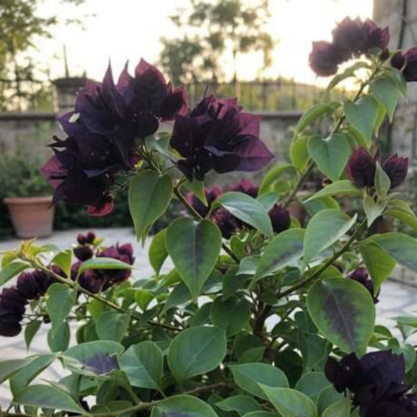 Black Bougainvillea Seeds
