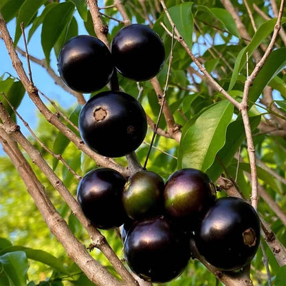 Black Brazilian Grape Seeds