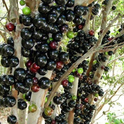 Black Brazilian Grape Seeds